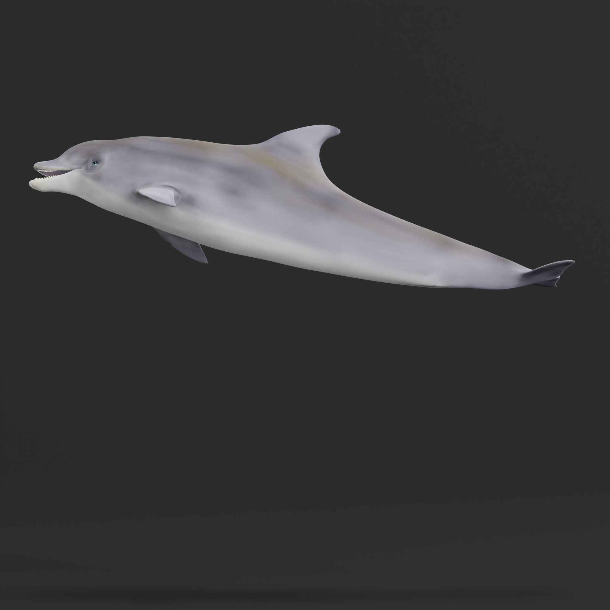 Bottlenose Dolphin 3D model_28