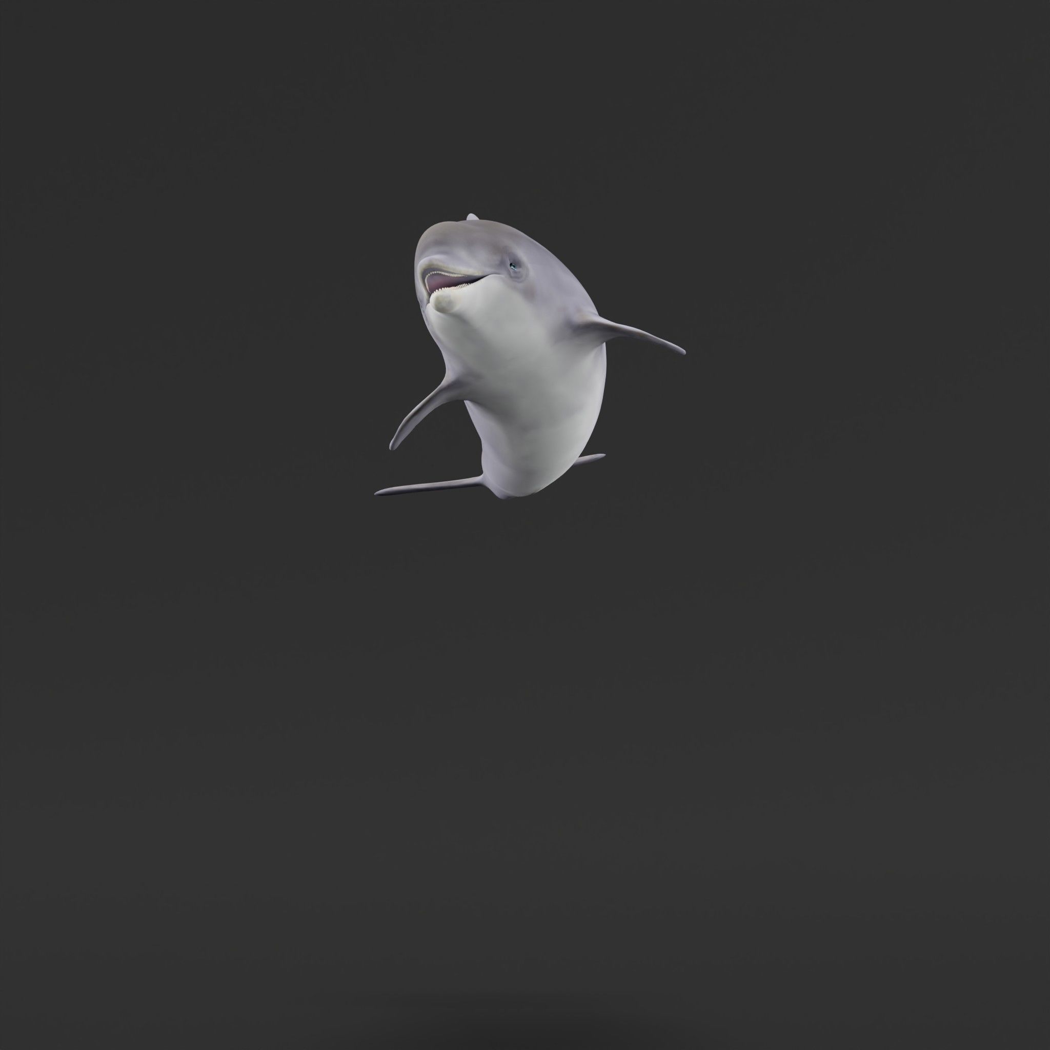 Bottlenose Dolphin 3D model_27