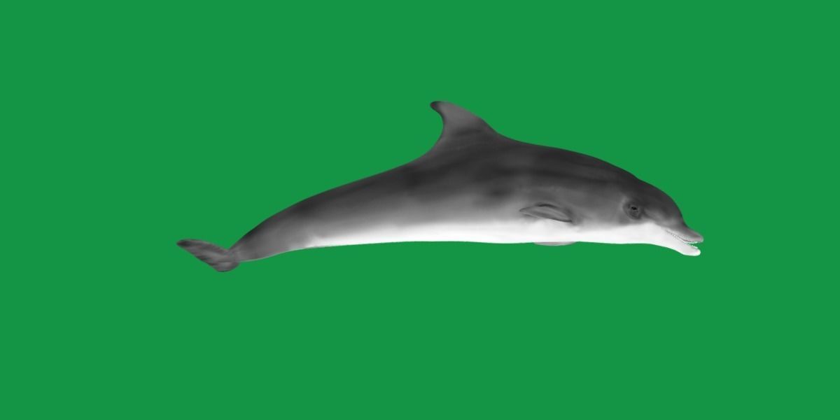 Bottlenose Dolphin 3D model_6