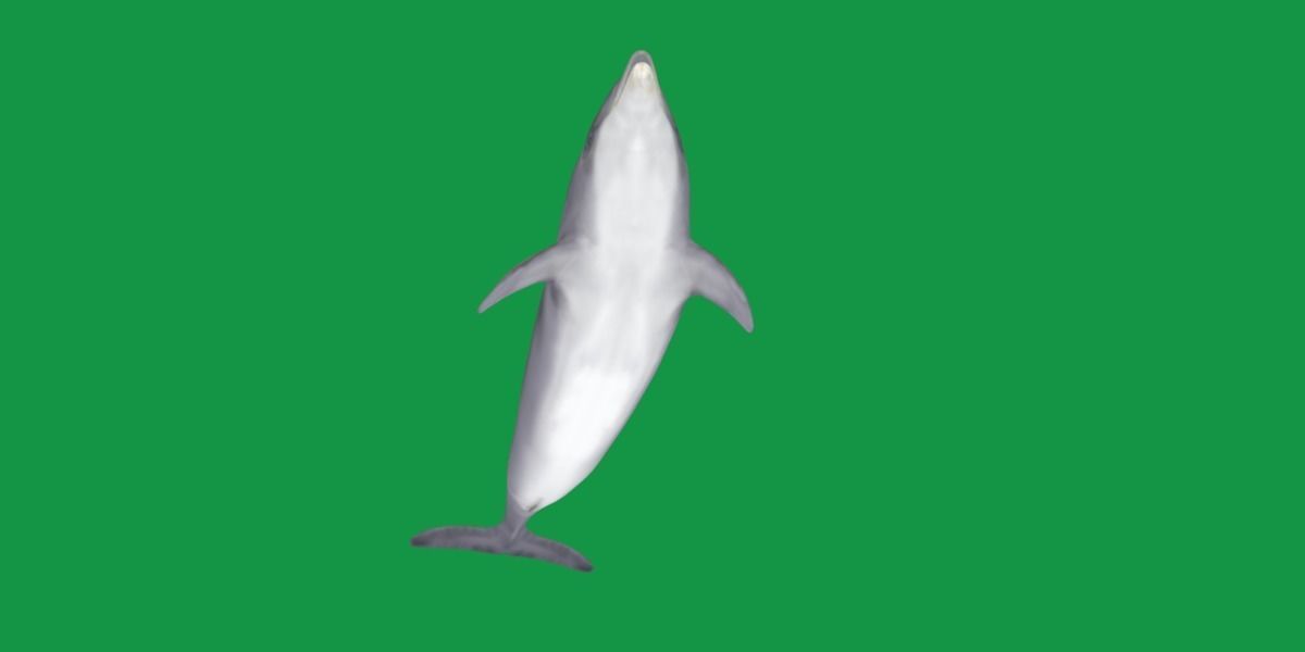 Bottlenose Dolphin 3D model_20