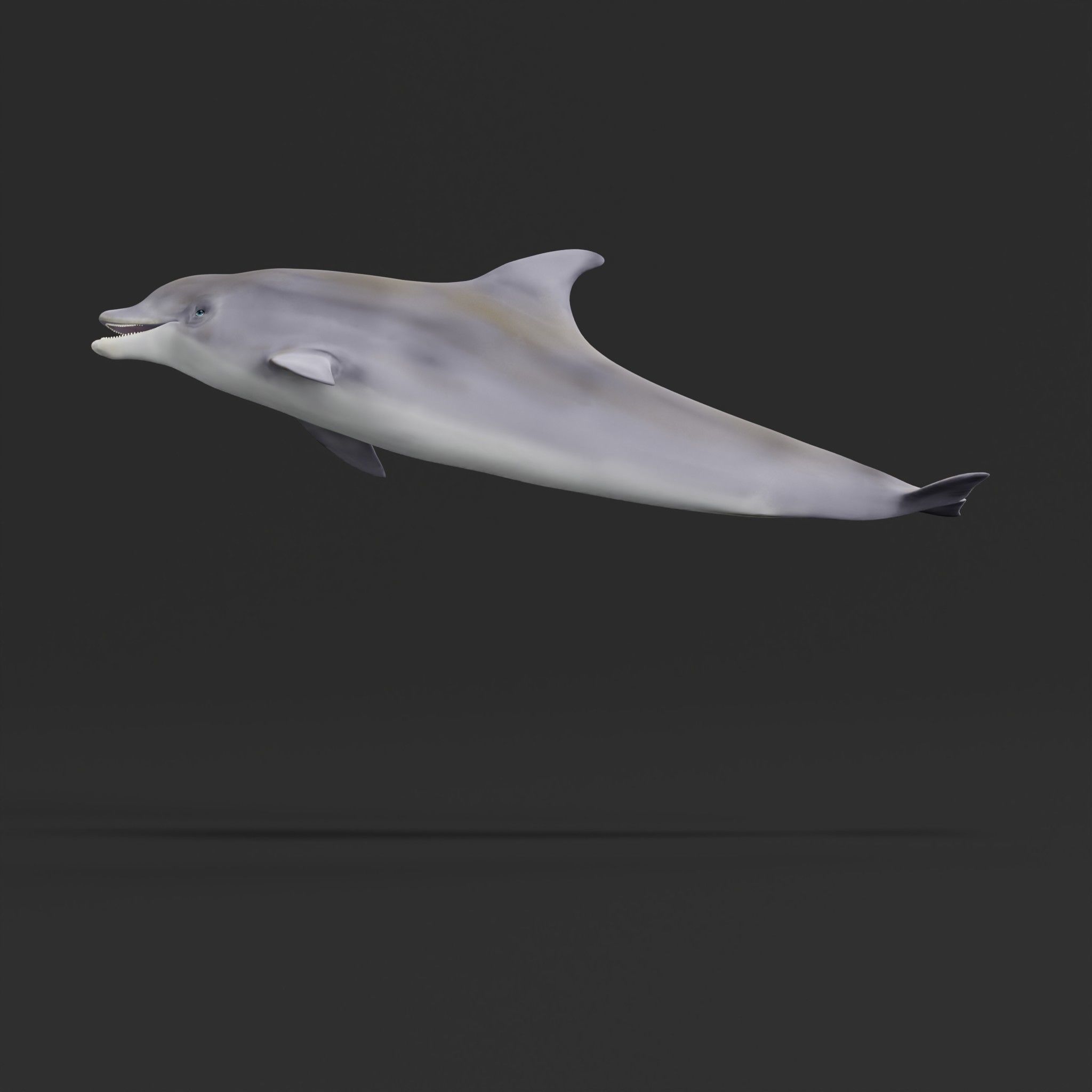 Bottlenose Dolphin 3D model_29
