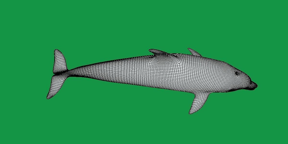 Bottlenose Dolphin 3D model_10