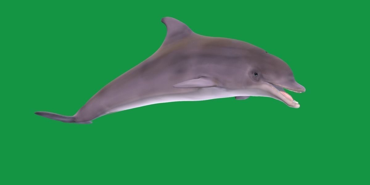 Bottlenose Dolphin 3D model_24