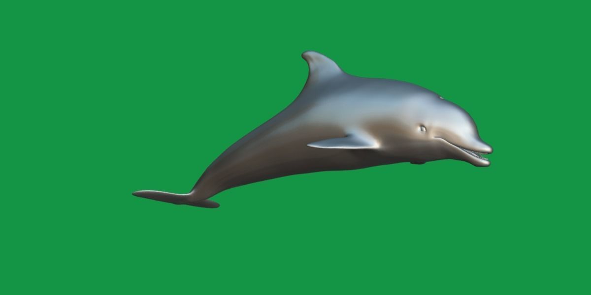 Bottlenose Dolphin 3D model_8