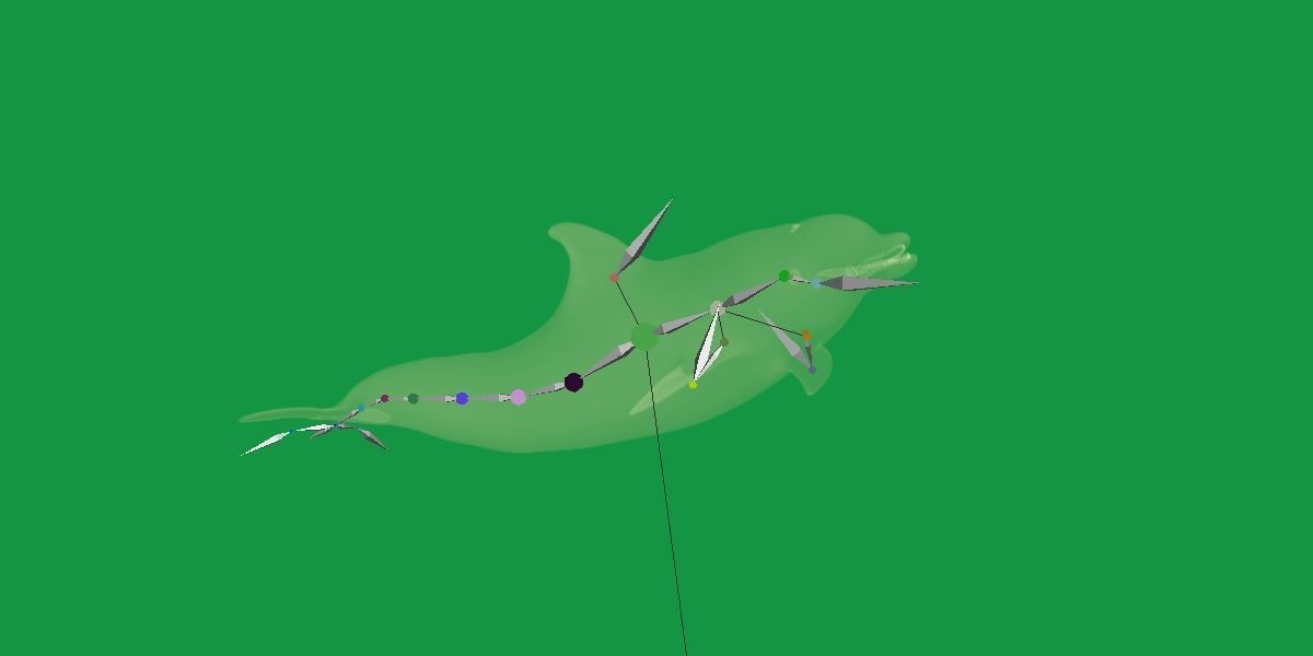 Bottlenose Dolphin 3D model_17