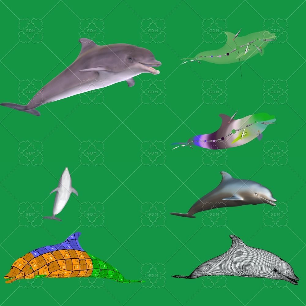 Bottlenose Dolphin 3D model_2