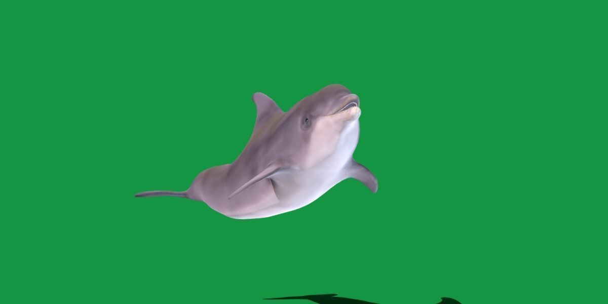 Bottlenose Dolphin 3D model_14
