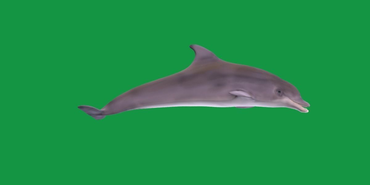 Bottlenose Dolphin 3D model_7