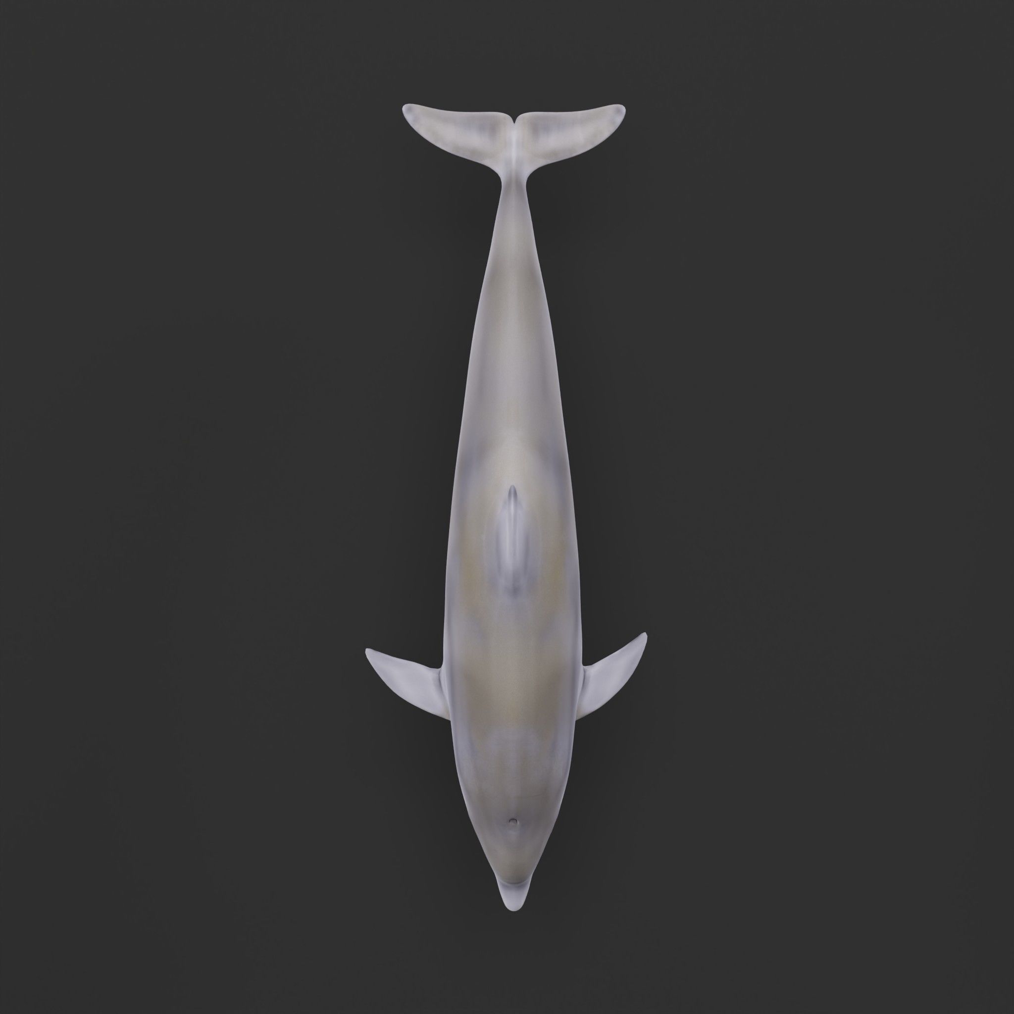 Bottlenose Dolphin 3D model_31