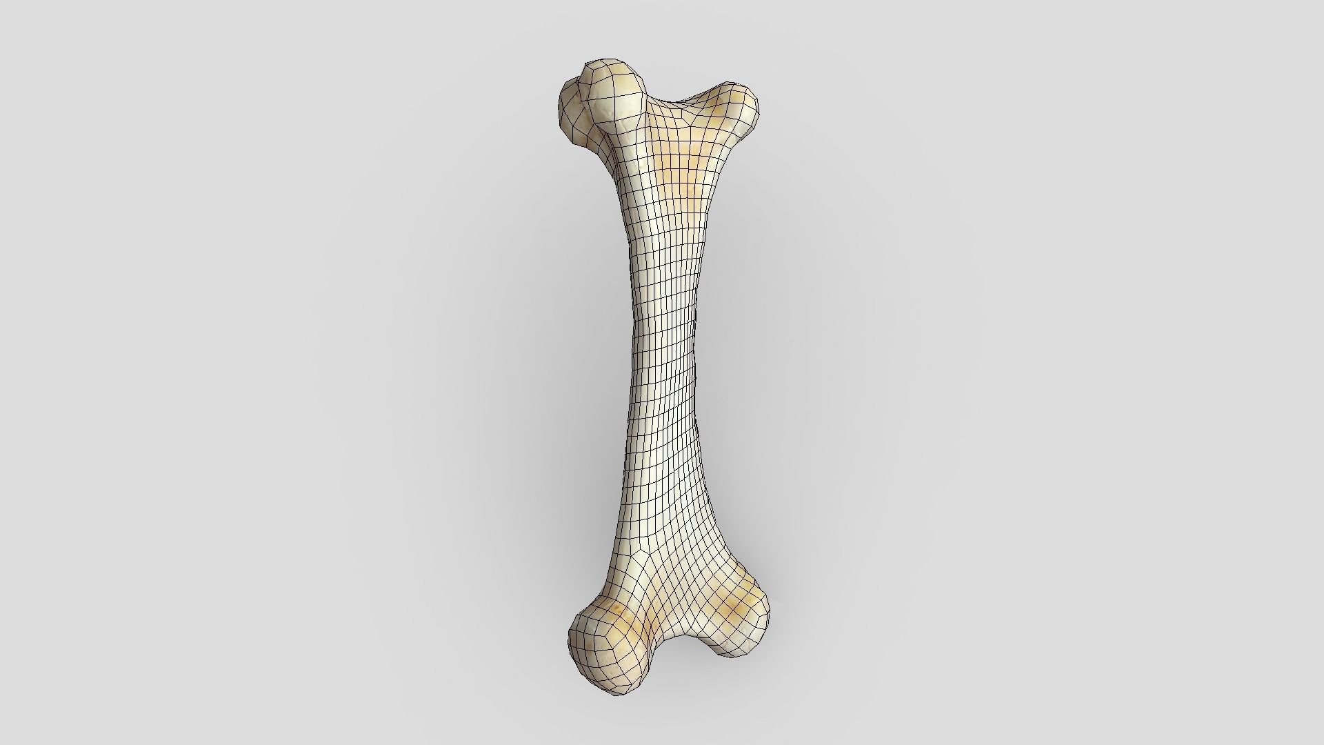 Bone 1 Low-poly 3D model_4