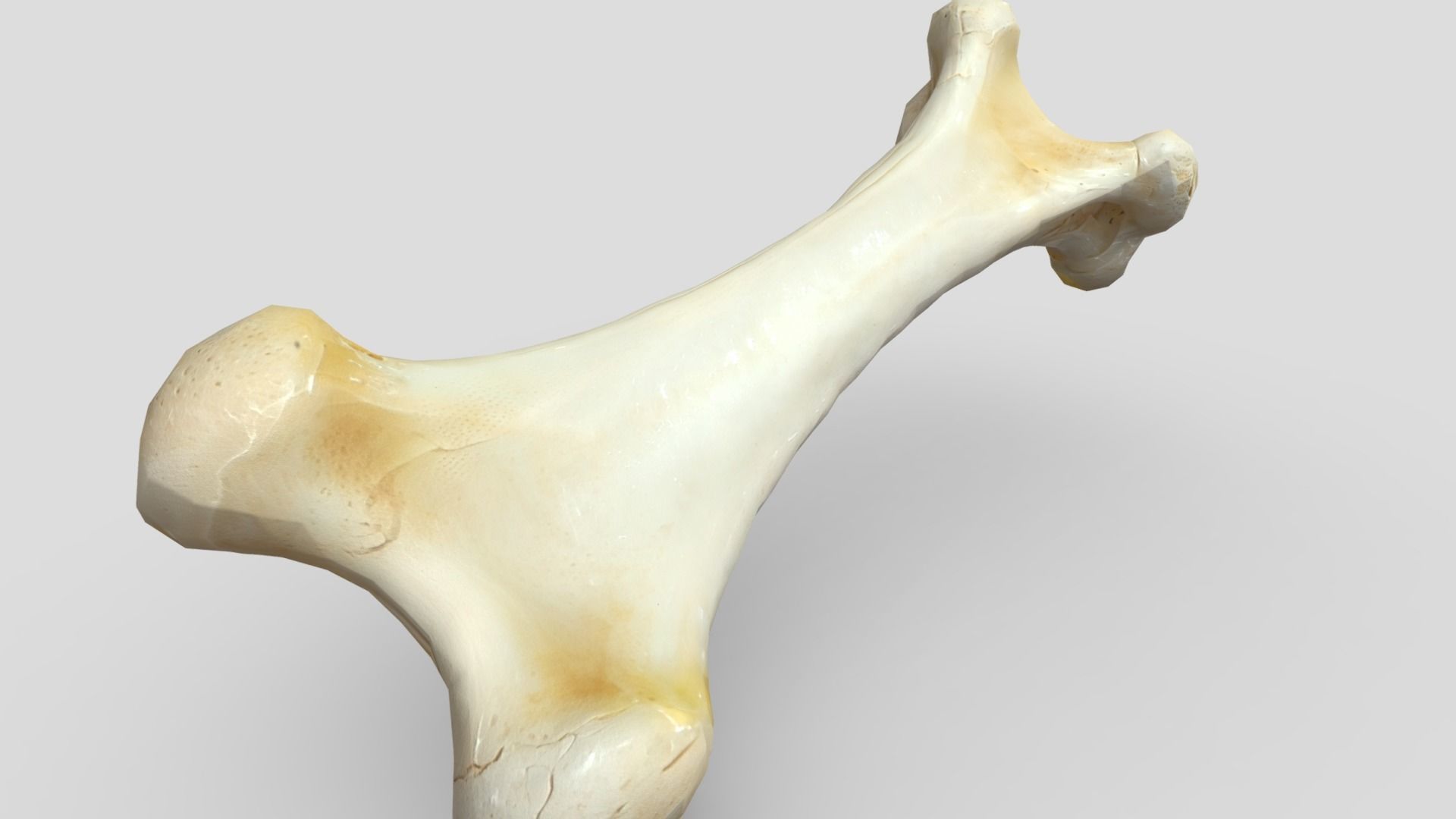 Bone 1 Low-poly 3D model_9