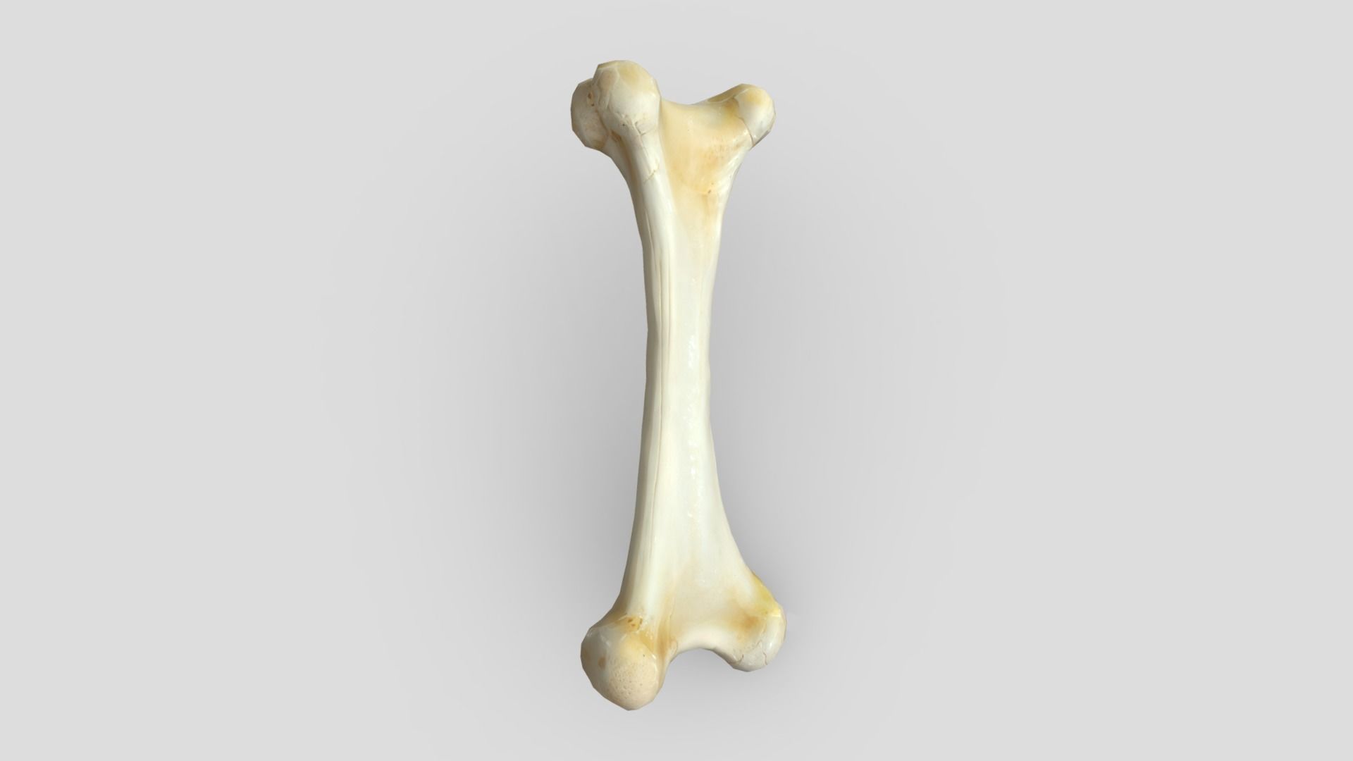 Bone 1 Low-poly 3D model_3