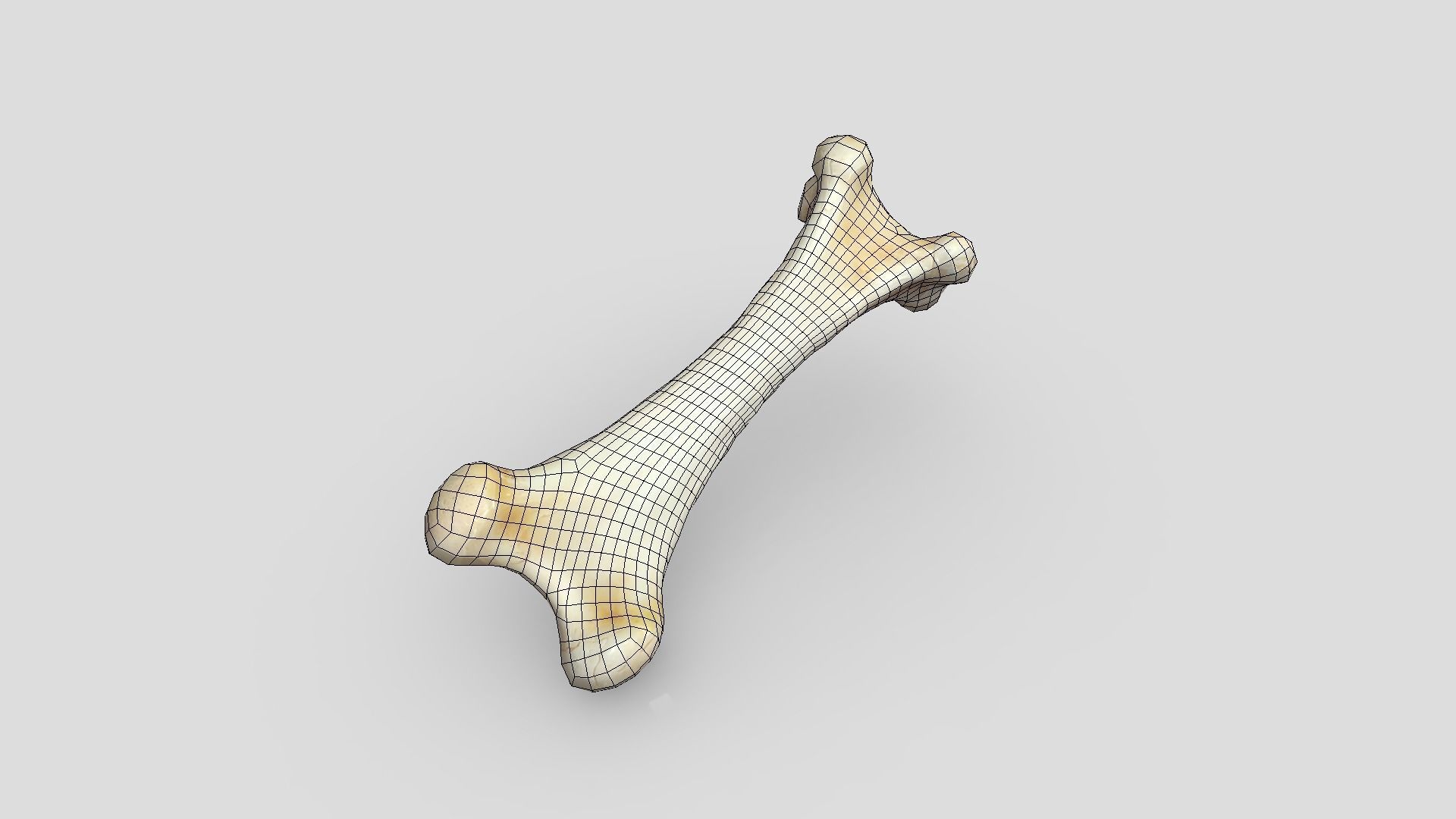 Bone 1 Low-poly 3D model_2