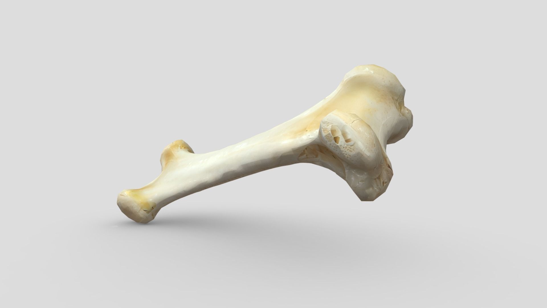 Bone 1 Low-poly 3D model_5