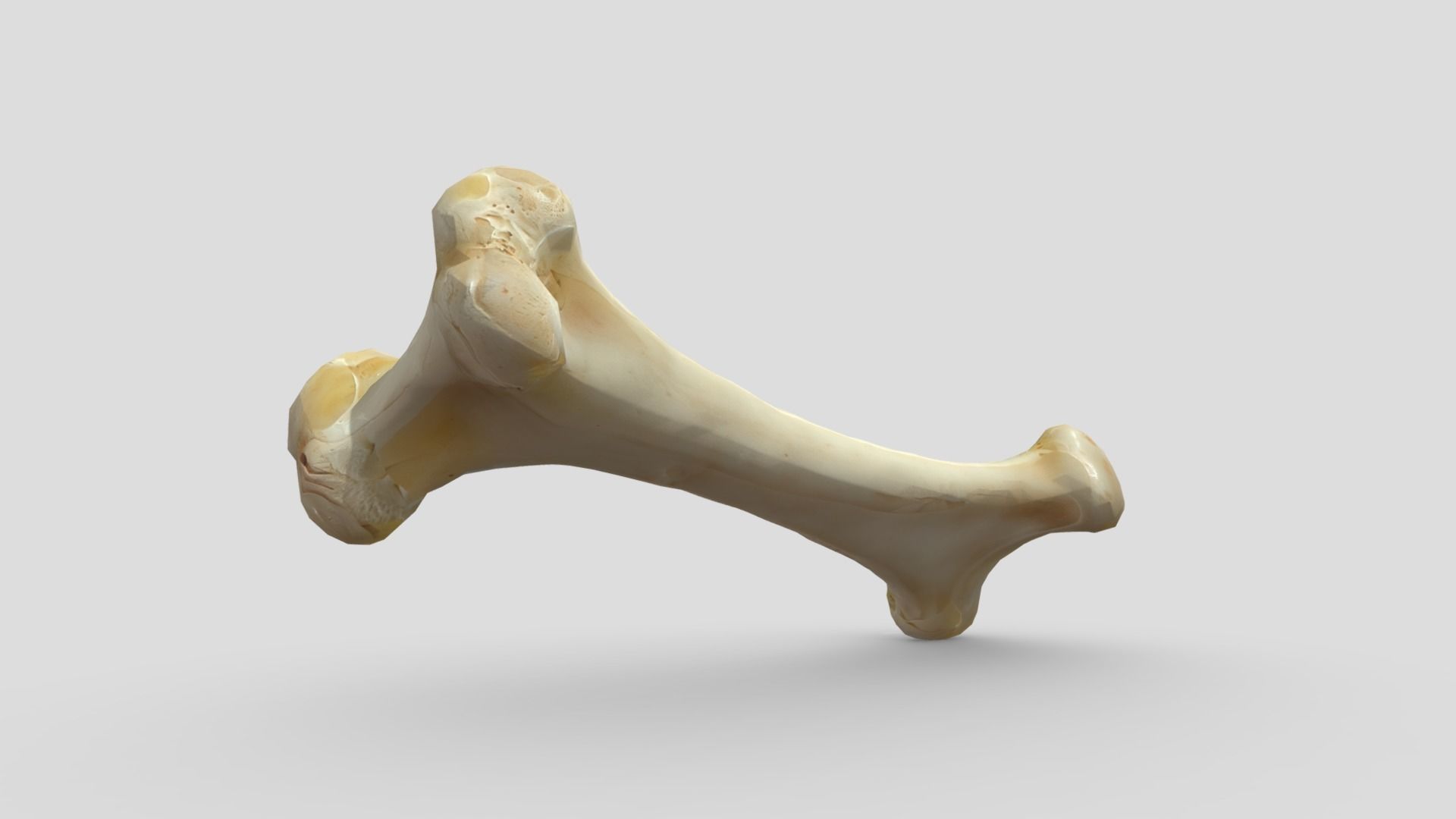 Bone 1 Low-poly 3D model_7