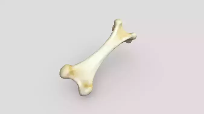 Bone 1