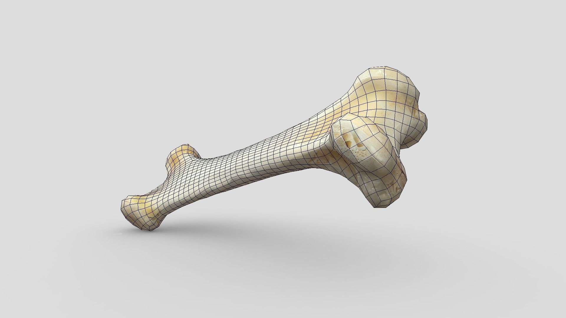 Bone 1 Low-poly 3D model_6