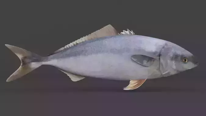 Tuna Fish 3D model
