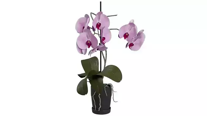 Orchid phalaenopsis pink