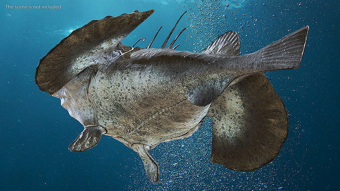 Angler Rigged for Cinema 4D 3D model 5