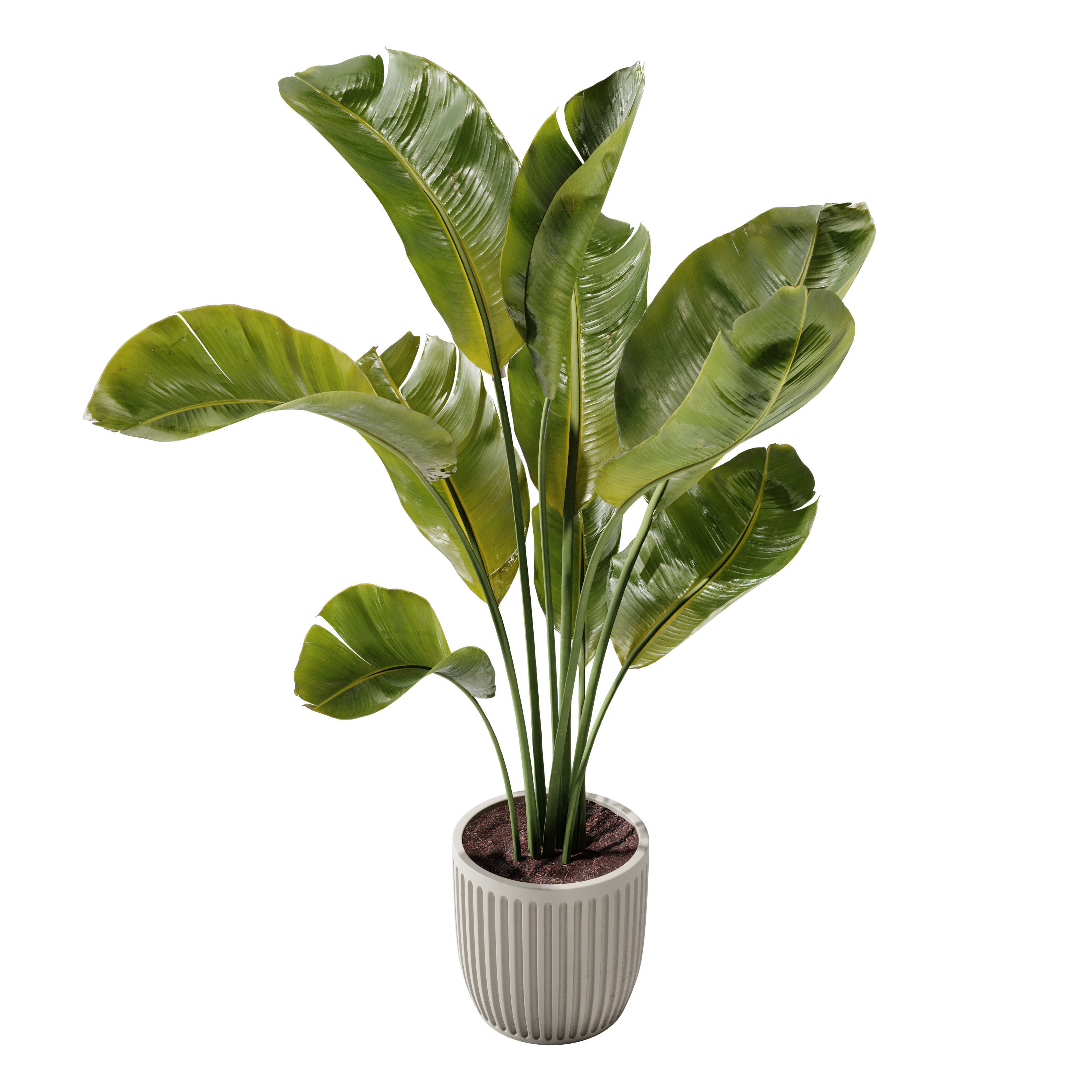 Indoor Plant 23 - Banana Plant 3D model_2