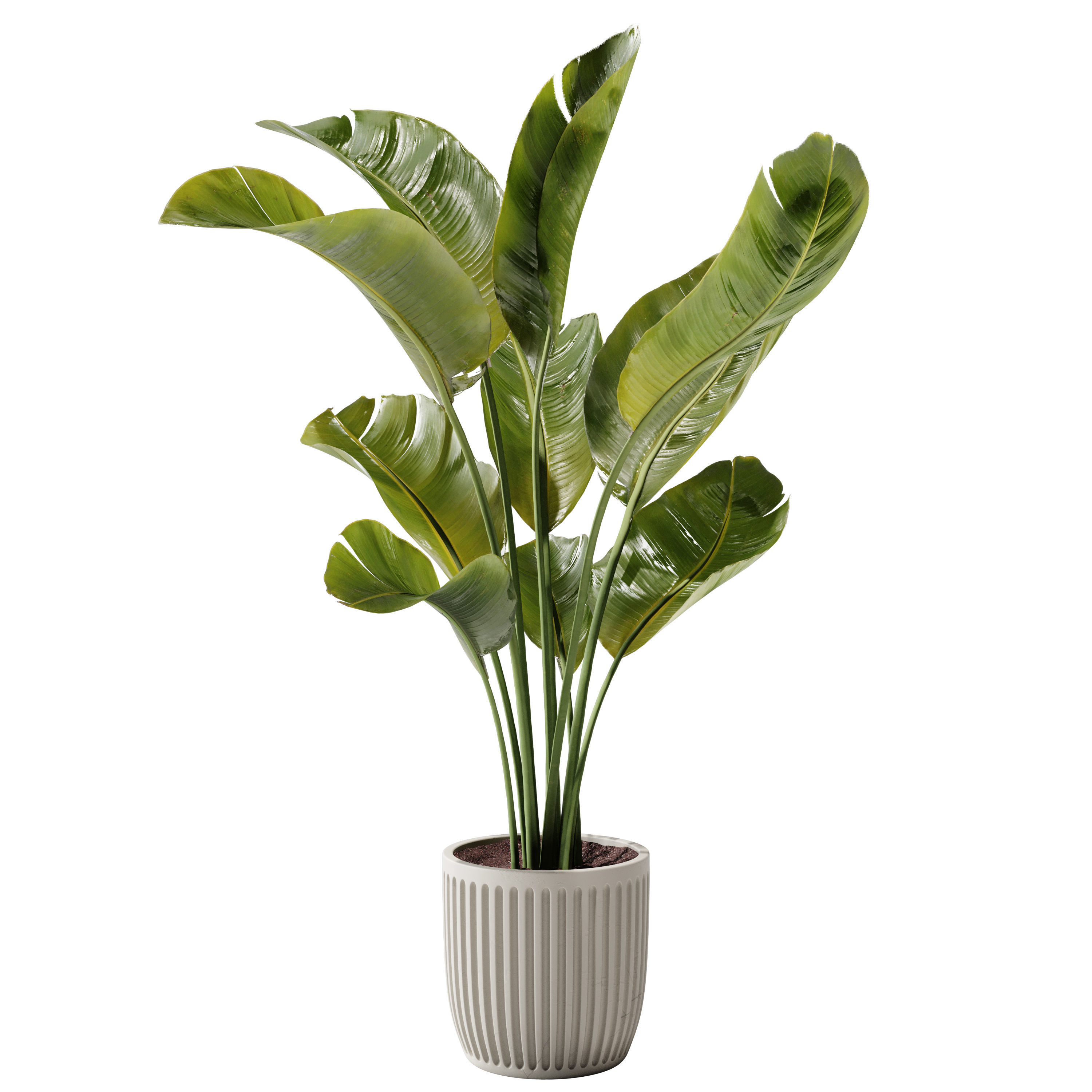 Indoor Plant 23 - Banana Plant 3D model_1