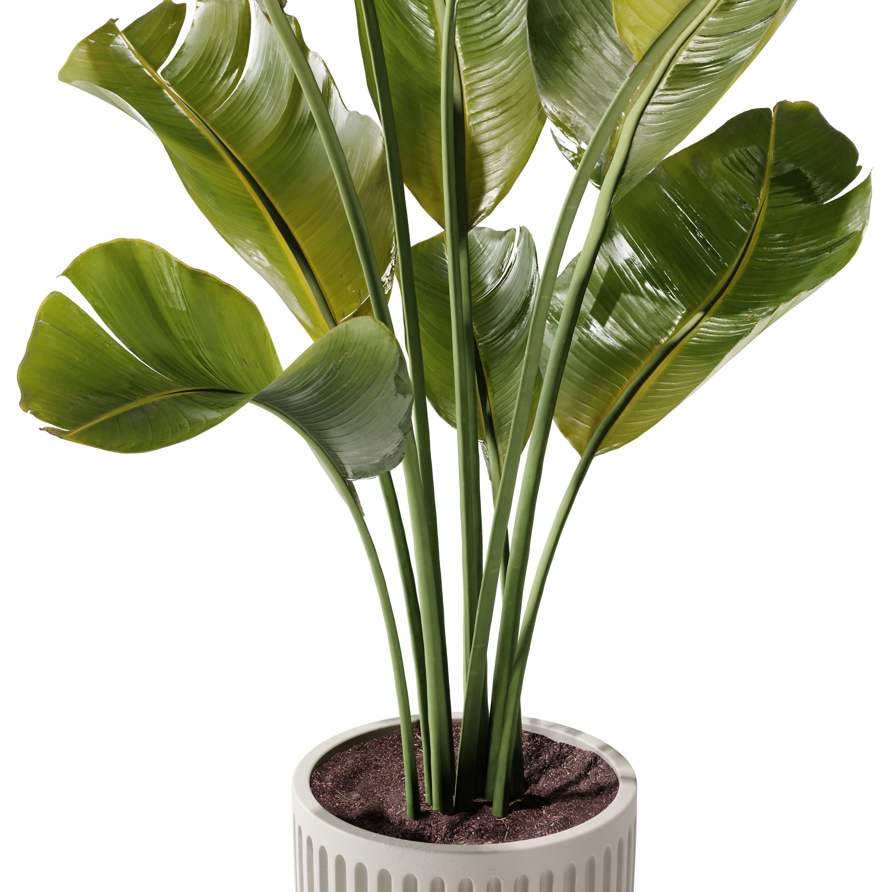 Indoor Plant 23 - Banana Plant 3D model_3
