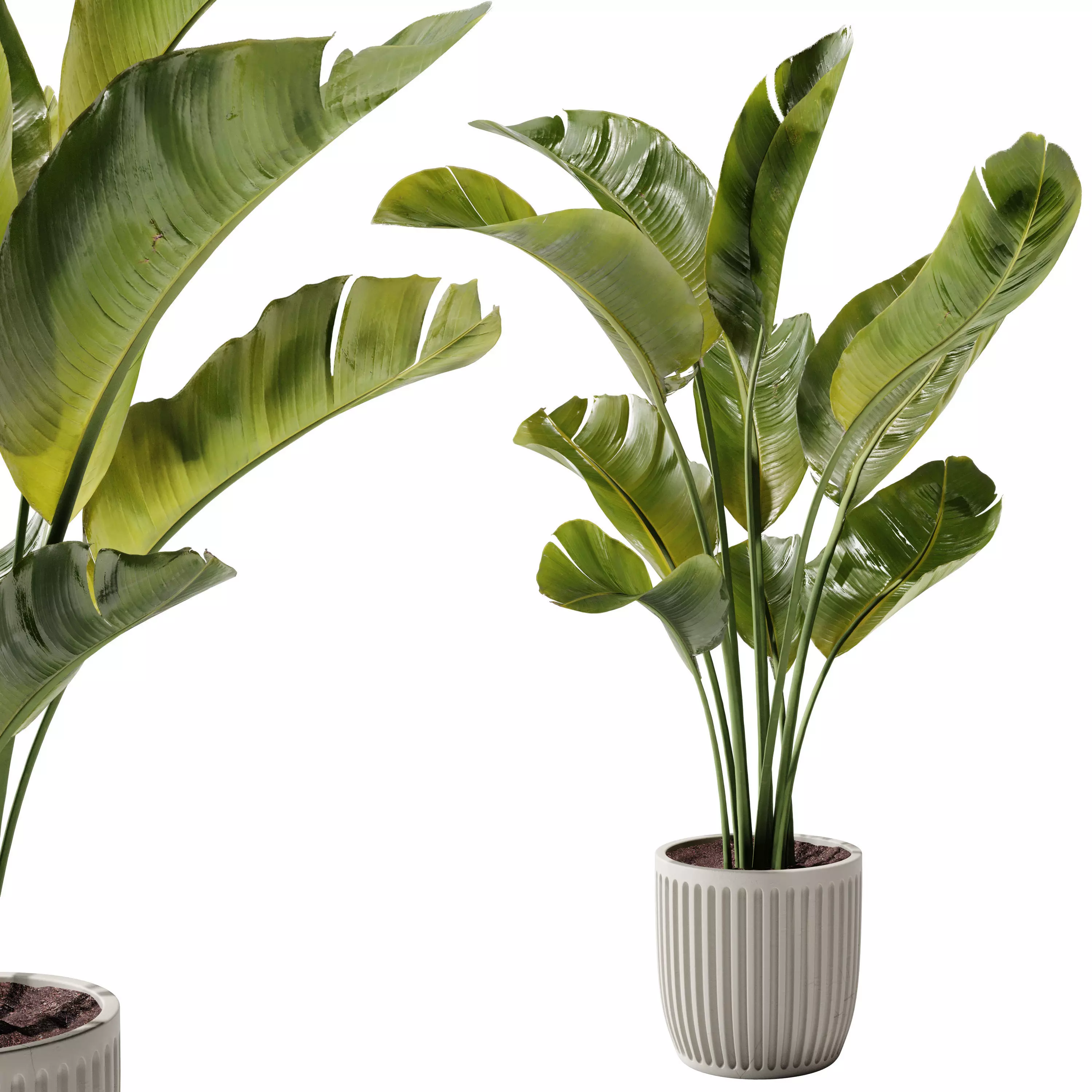 Indoor Plant 23 - Banana Plant 3D model_0