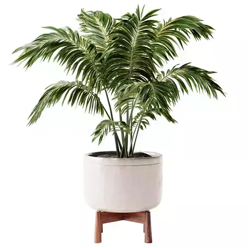 Indoor Plant 24 - Decorative Palm