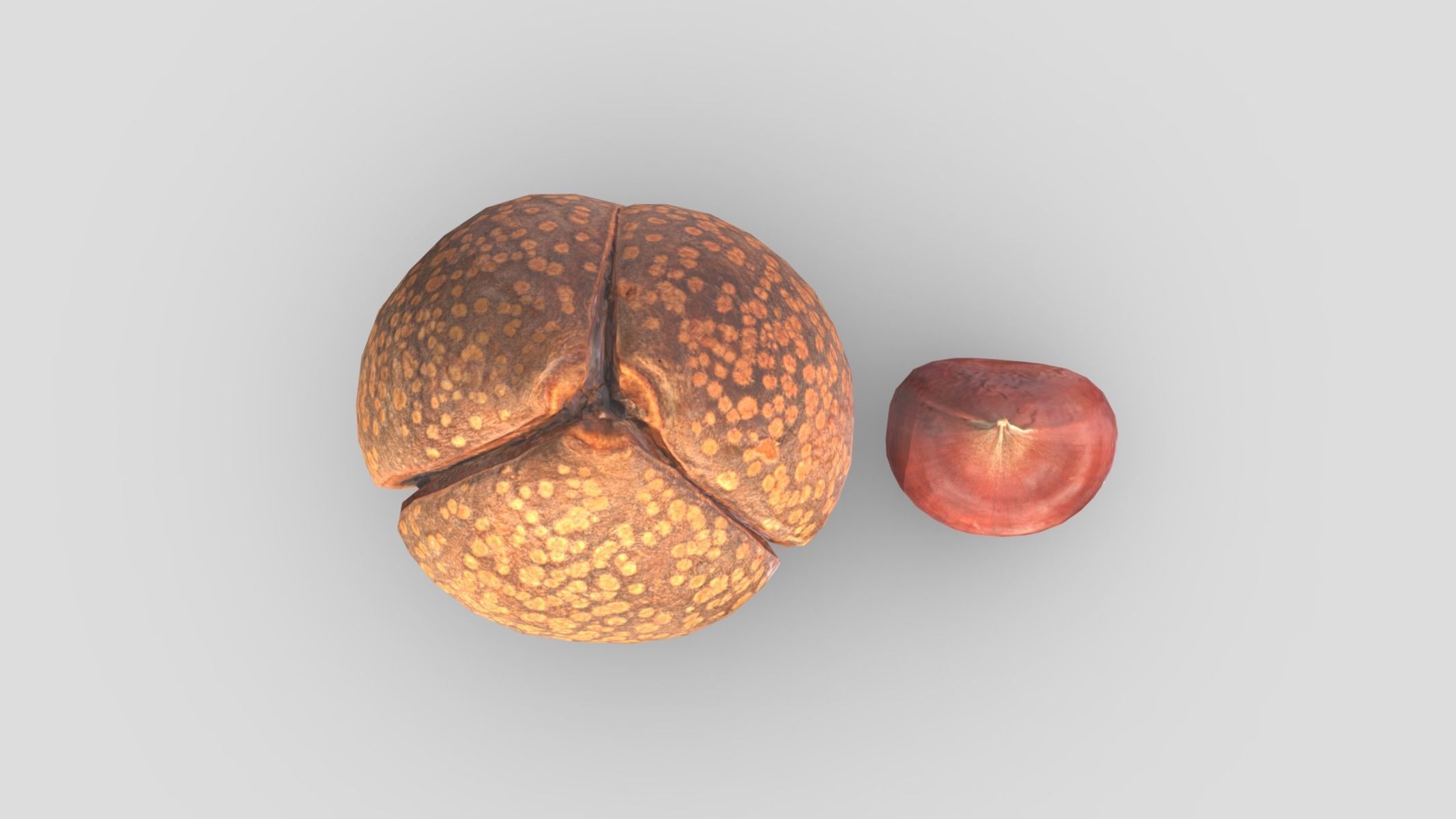 Chestnut Low Poly Low-poly 3D model_8