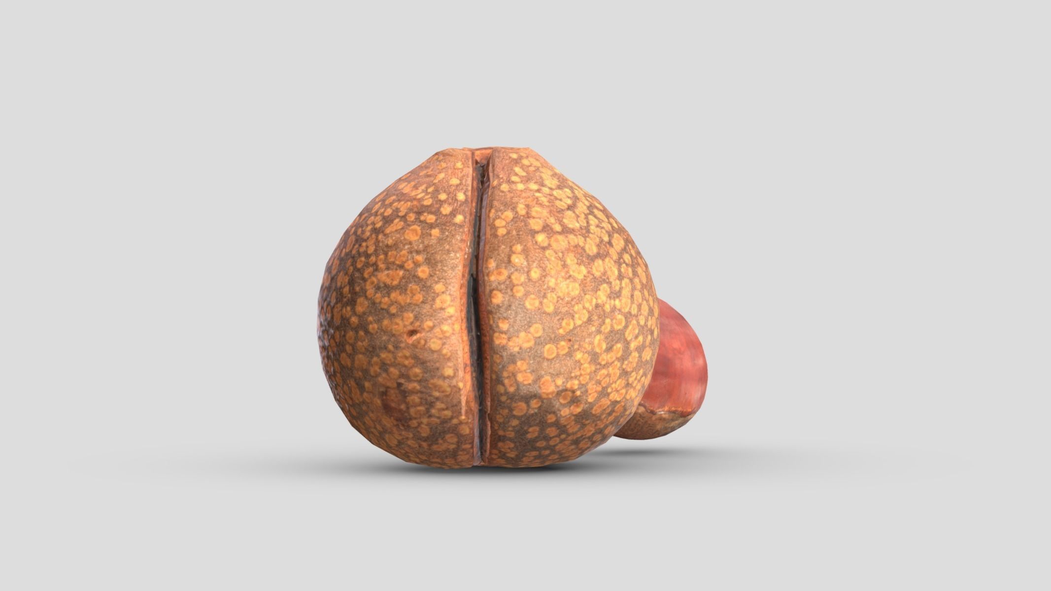 Chestnut Low Poly Low-poly 3D model_4