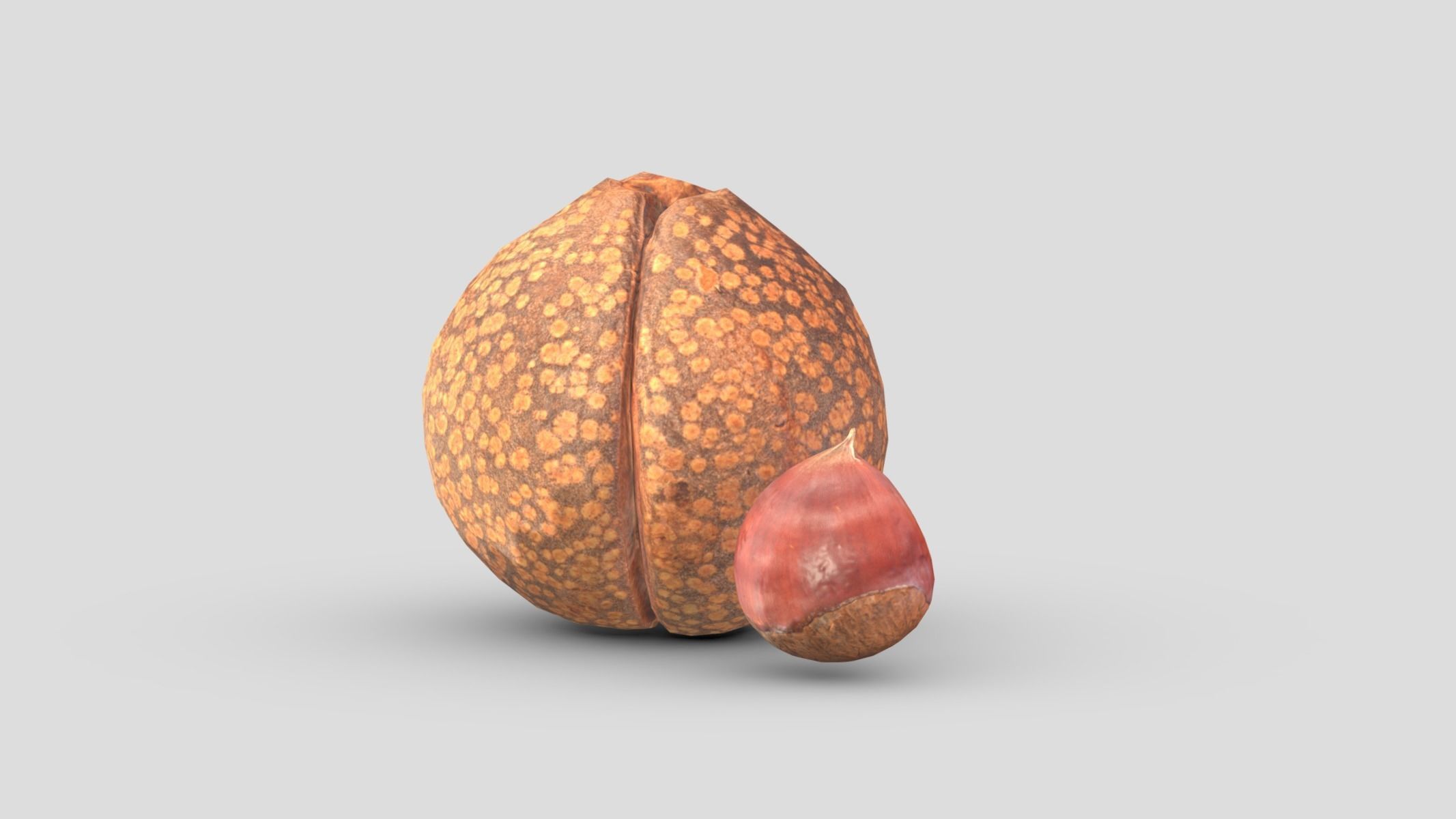Chestnut Low Poly Low-poly 3D model_6