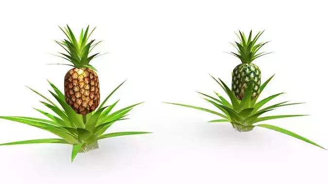 pineapple tree