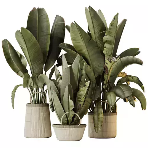 Plants Ravenala Banana Strelitzia Nicolai Bird Of Paradise Set07 3D model