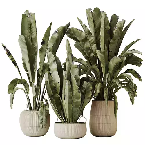 Plants Ravenala Banana Strelitzia Nicolai Bird Of Paradise Set06 3D model