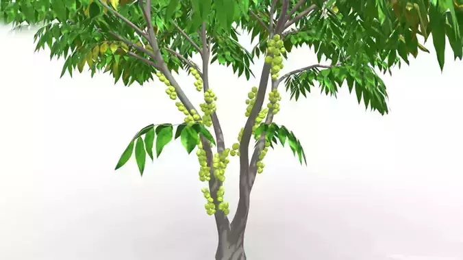 Cambodian Sour Fruit