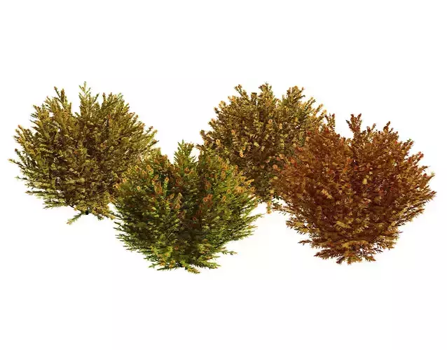 Fire Chief Arborvitae 3D Model