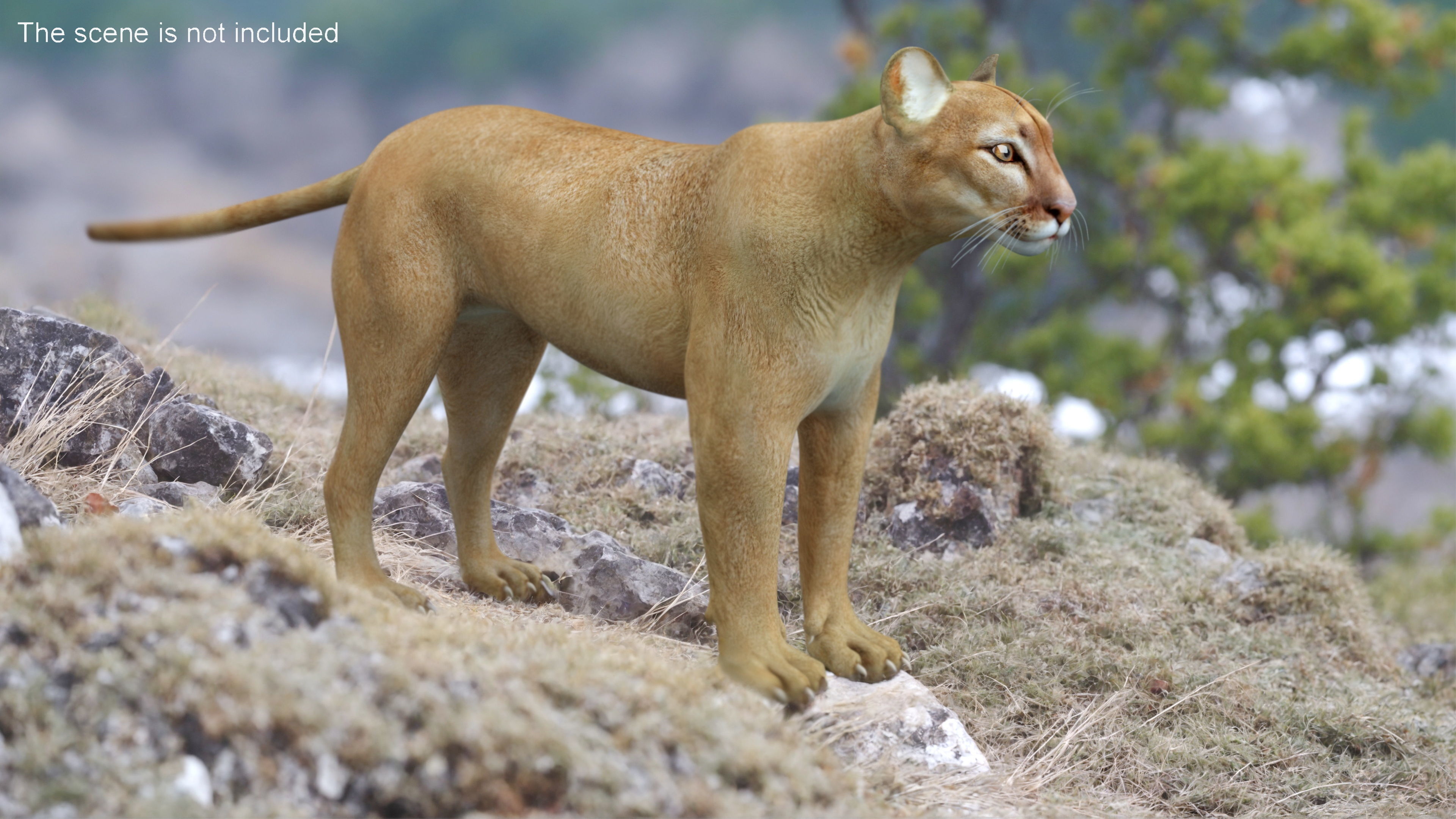 Puma Rigged for Cinema 4D 3D model