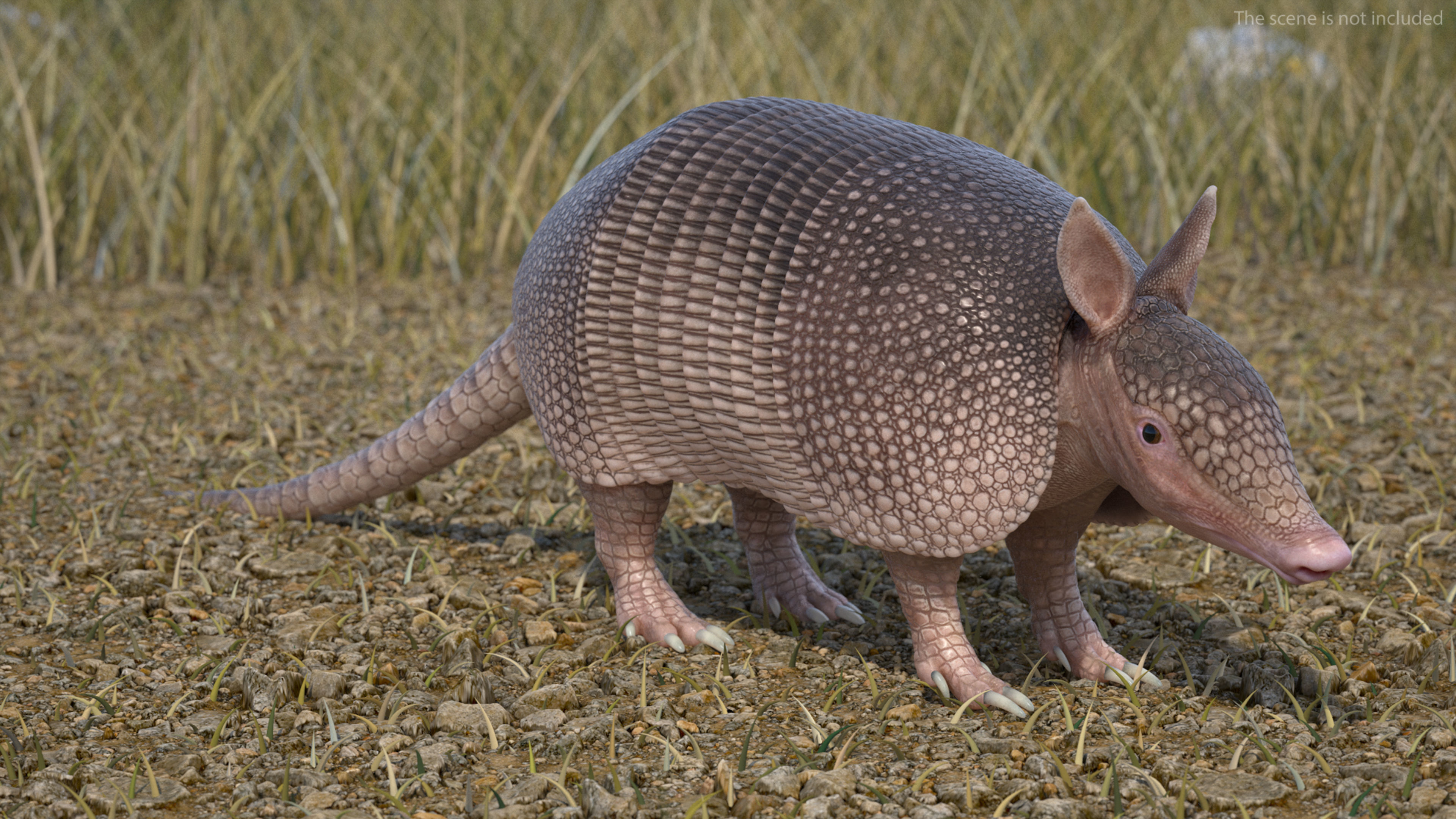 Armadillo Pink Rigged for Maya 3D model