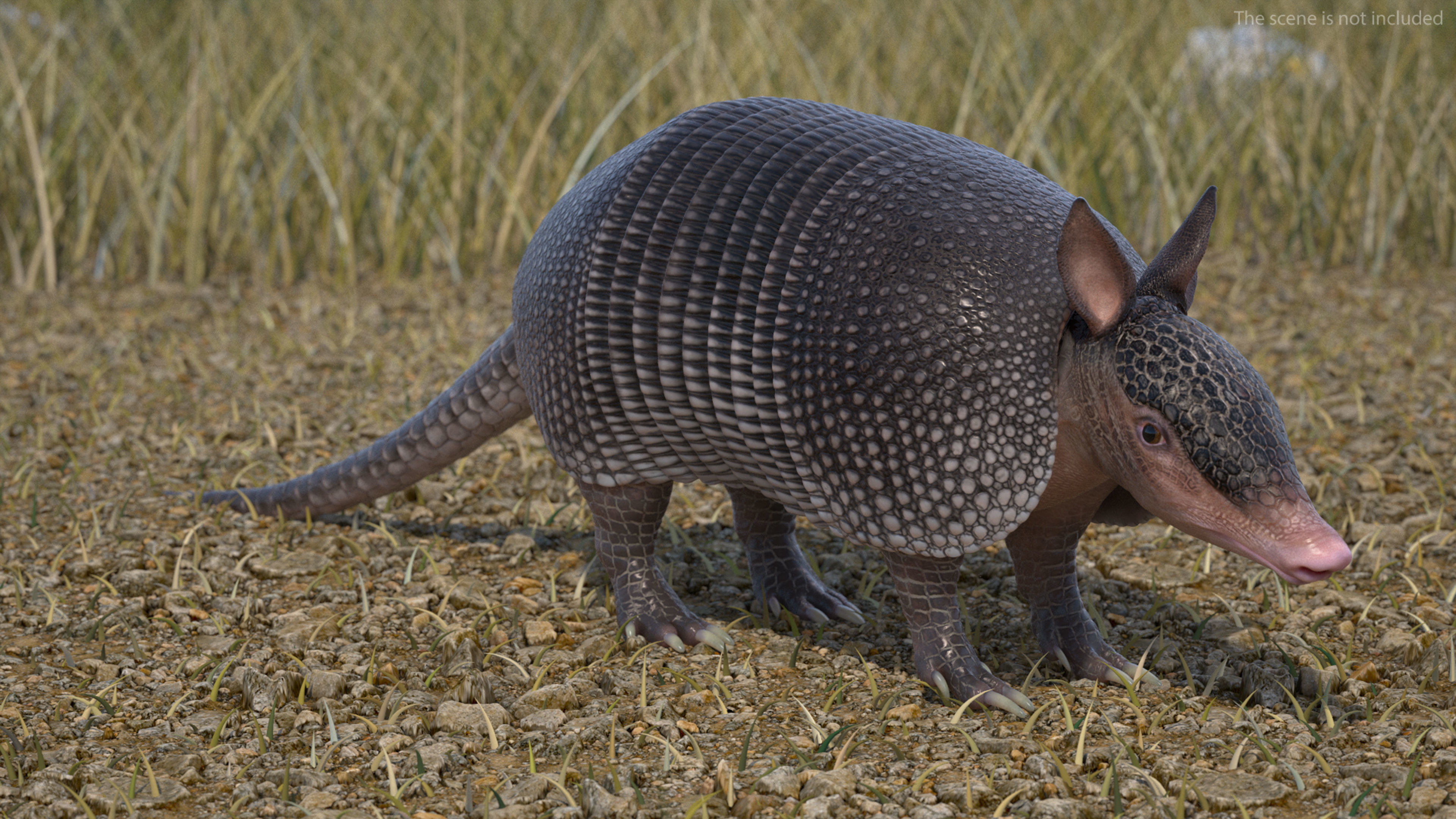 Armadillo Black Rigged for Cinema 4D 3D model