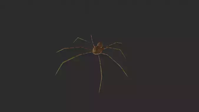 3D TIGER SPIDER Low-poly 3D model
