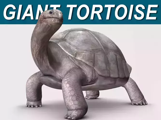 Giant Tortoise