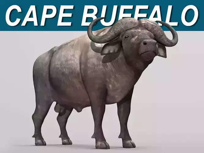 Cape Buffalo 3D model