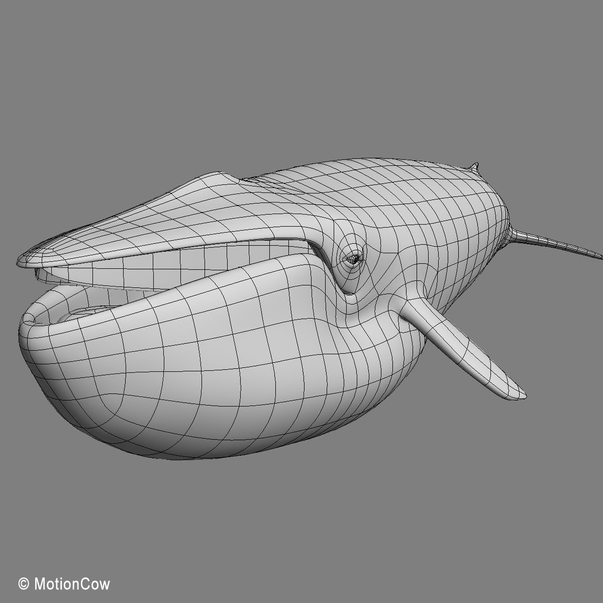 Blue Whale 3D model_19