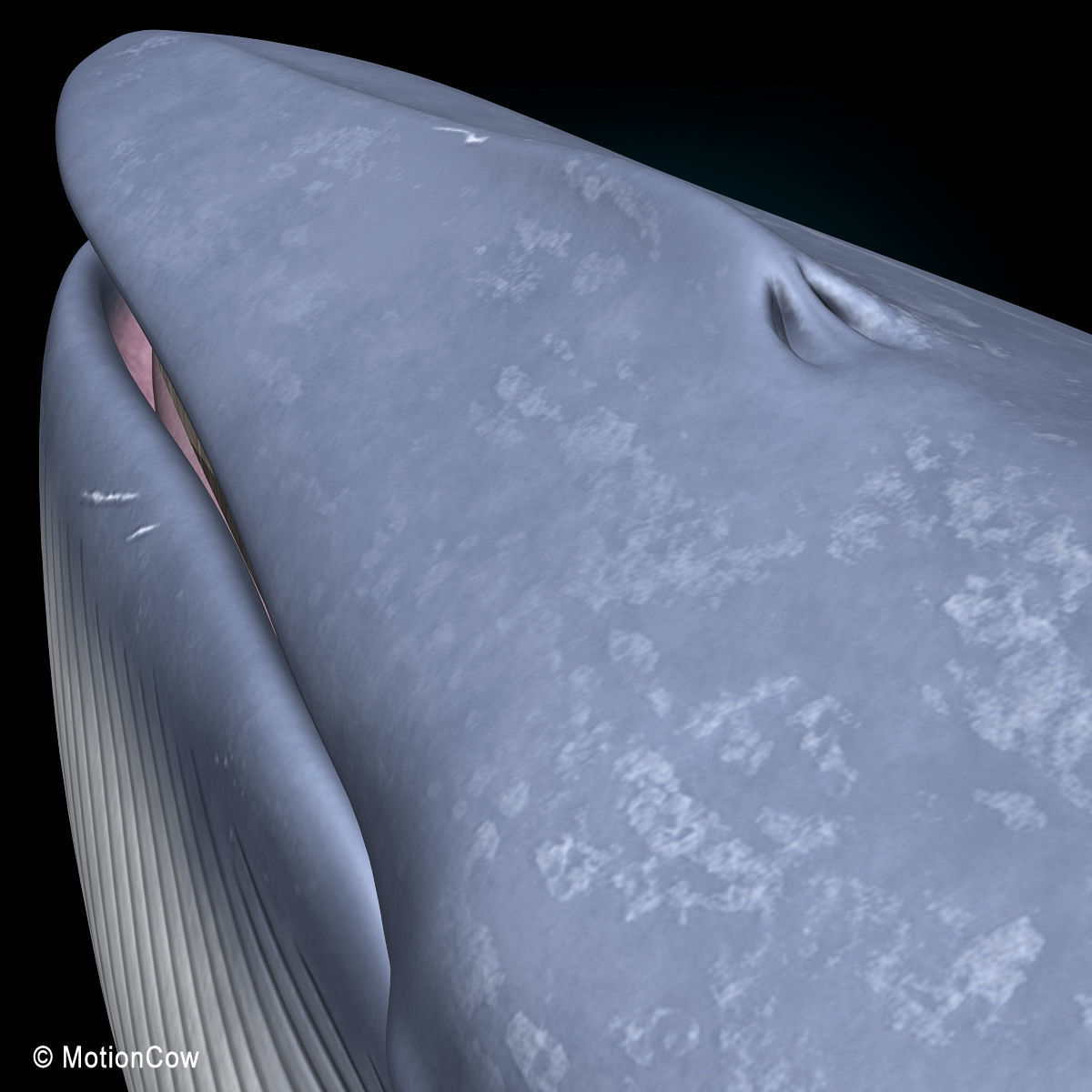 Blue Whale 3D model_11