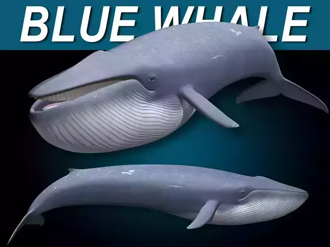 Blue Whale