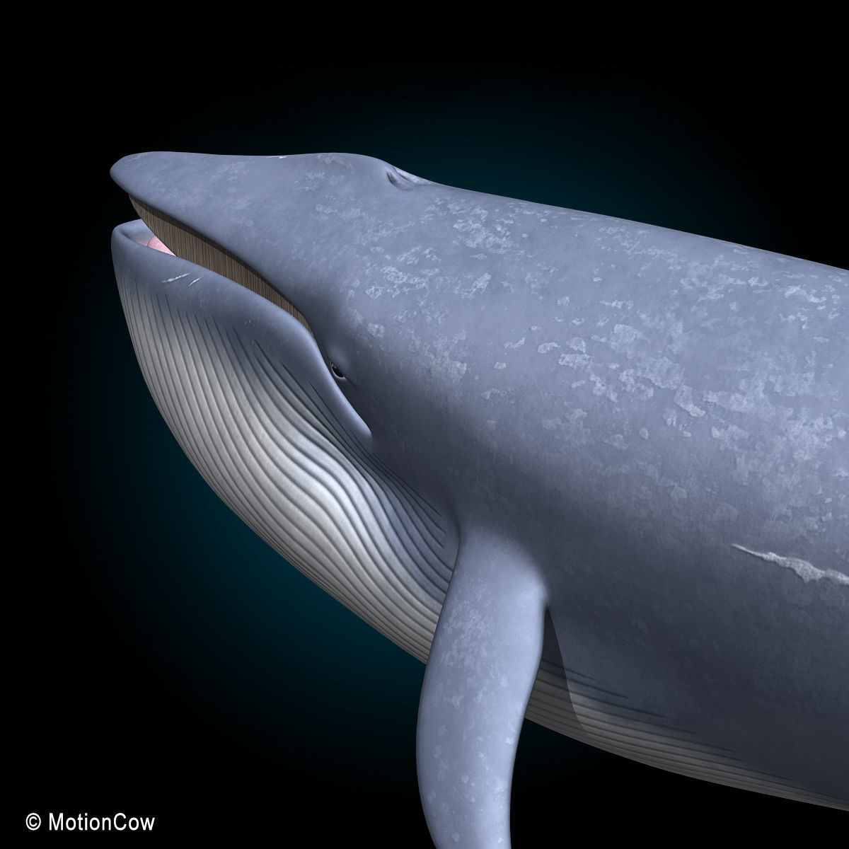 Blue Whale 3D model_10