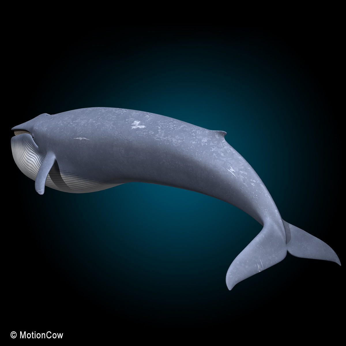 Blue Whale 3D model_17