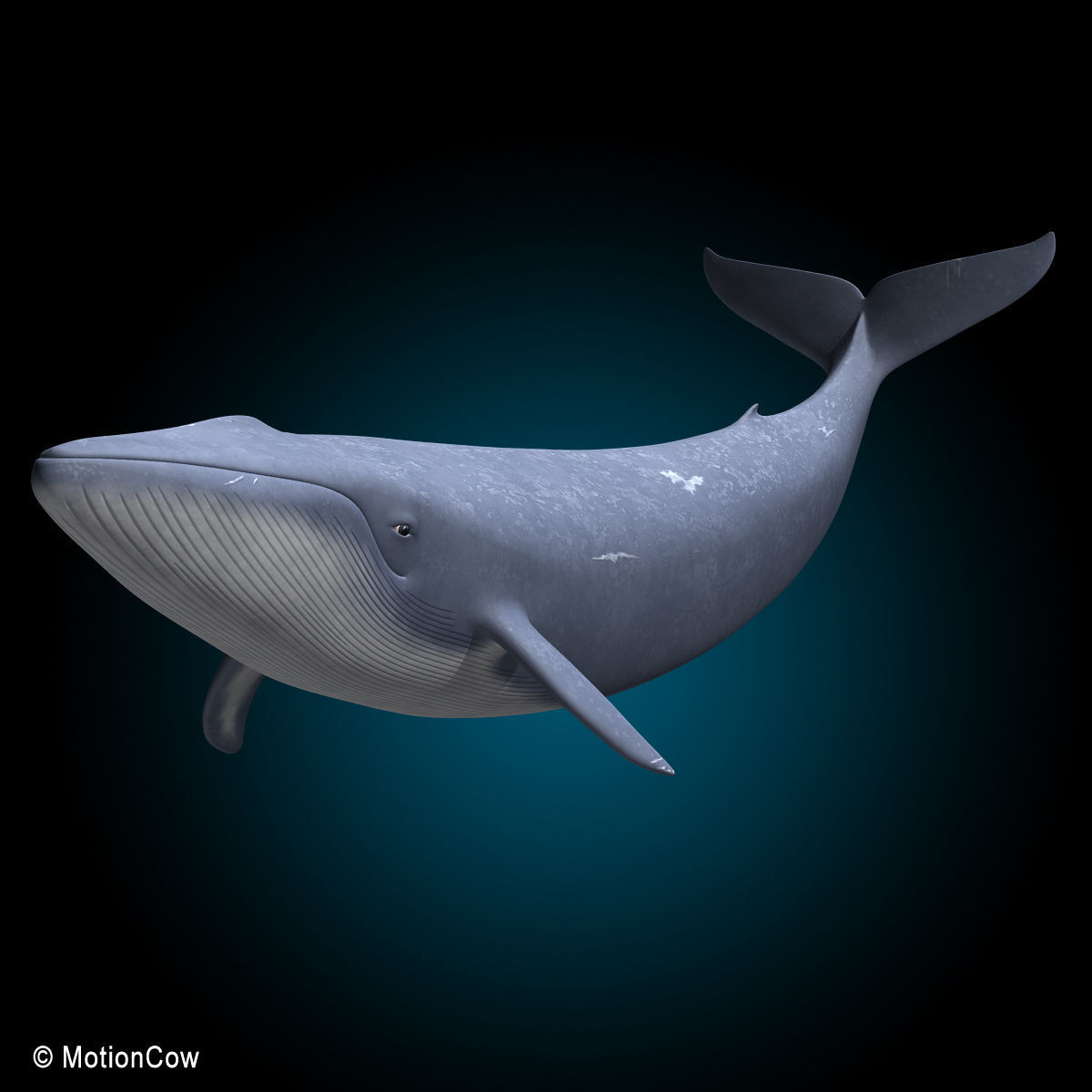 Blue Whale 3D model_4