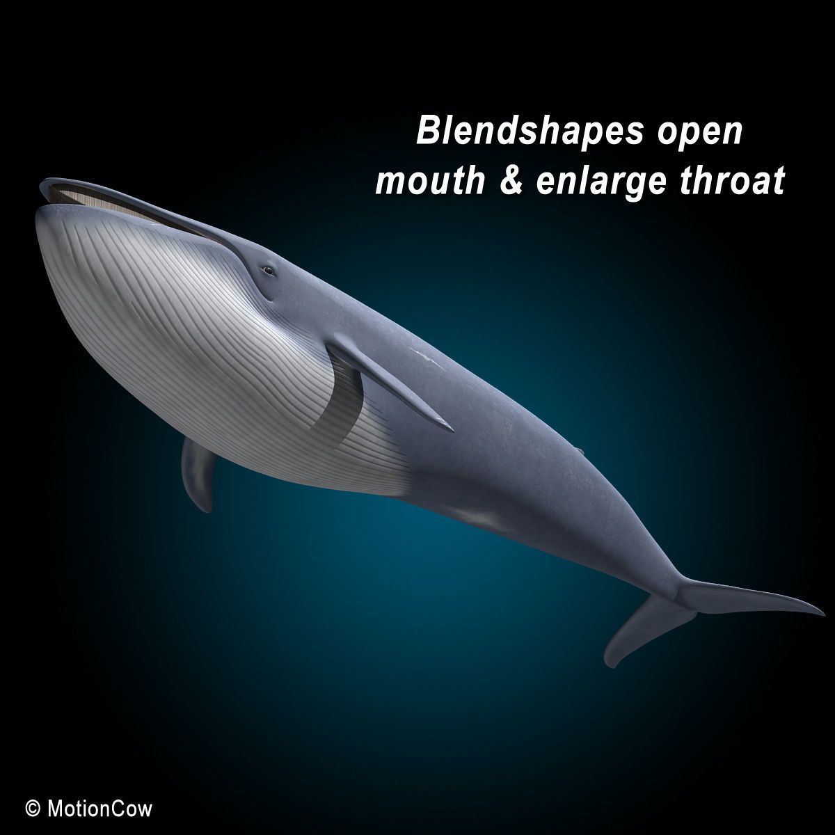 Blue Whale 3D model_15